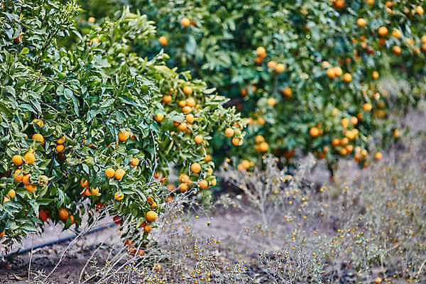 포토 JPG 해외이미지 나무 식물 선 음식 백그라운드 잎 농업 오렌지 과일 자연 귤 건강 사람없음 야외 초록색 농장 환경 정원 맑음 놀람 주스 봄 수확 성장 신선 최고 달콤 숲 큼 과수원 지중해 레몬 유기농 치수 내추럴 숙성 이스라엘 많음 해외202004 해외포토 웰빙 계절 감정 산업 음료 바다 컬러 컨셉 날씨 표정 맛 크기 생태계 서아시아 파일형식 이미지허브