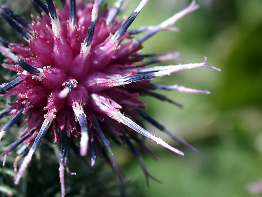 포토 JPG 해외이미지 식물 공원 꽃 꽃다발 백그라운드 자연 친절 사람없음 파란색 컬러풀 세계 환경 정원 봄 행성 들꽃 흰색 시골 오픈 개화 우아함 만족 채소밭 해외202004 해외포토 계절 공공시설 감정 컬러 컨셉 밭 우주 생태계 파일형식 이미지허브