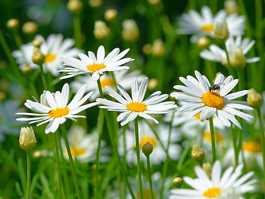 포토 JPG 해외이미지 식물 디자인 계절 공원 꽃잎 꽃 줄기 백그라운드 꽃무늬 밭 자연 건강 사람없음 야외 초록색 파란색 햇빛 태양 약 노란색 정원 맑음 봄 벚꽃 흰색 시골 그룹 허브 묘사 에코 데이지 내추럴 모종 처음 캐모마일 해외202004 해외포토 자연요소 공공시설 컬러 무늬 농업 의학 날씨 환경 생태계 파일형식 이미지허브