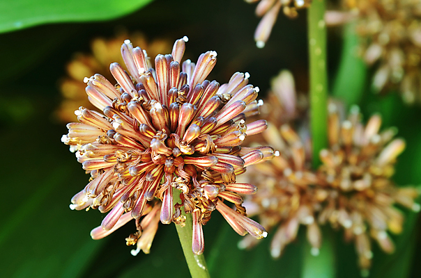 포토 JPG 해외이미지 나무 식물 꽃 화분 문화 화초 선 줄기 백그라운드 잎 자연 선인장 손바닥 사람없음 내부 장식 초록색 정원 꽃병 성장 흰색 나뭇가지 행운 냄비 대나무 상록수 내추럴 고립 해외202004 해외포토 손 컬러 컨셉 솥 생태계 파일형식 이미지허브
