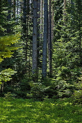 포토 JPG 해외이미지 나무 계절 꽃 유럽 여행 자연 산 풍경 사람없음 초록색 여름 빛 햇빛 흰색 신선 소나무 숲 언덕 장면 침엽수 불가리아 웅장함 해외202004 해외포토 식물 나라 컬러 태양 생태계 파일형식 남유럽 이미지허브