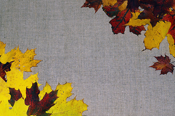 포토 JPG 해외이미지 디자인 계절 백그라운드 단풍 잎 오렌지 사람없음 장식 빨간색 갈색 노란색 보라색 가을 직물 그룹 떨어짐 강의 다발 삼베 질감 자연백그라운드 캔버스 짜임 10월 그런지 짜기 많음 해외202004 해외포토 식물 컬러 컨셉 과일 모션 자연 날짜 파일형식 천_직물 이미지허브