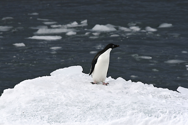 포토 JPG 해외이미지 동물 야생동물 겨울 자연 조류 사람없음 냉동 얼음 추위 남극 북극 펭귄 봉 해외202004 해외포토 자연요소 계절 극지방 생태계 파일형식 이미지허브