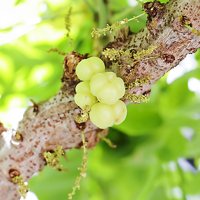 포토 JPG 해외이미지 모양 나무 식물 아시아 별 문화 음식 벽 패턴 농업 과일 자연 표면 디저트 씨앗 동양인 사람없음 야외 목재 초록색 노란색 주스 나뭇가지 신선 거친 막대기 그룹 달콤 작음 가득함 묘사 유기농 질감 날것 동쪽 내추럴 미니 많음 유일 해외202004 해외포토 자연요소 웰빙 나라 산업 음료 컬러 컨셉 무늬 재료 인종 맛 크기 방향 생태계 파일형식 이미지허브