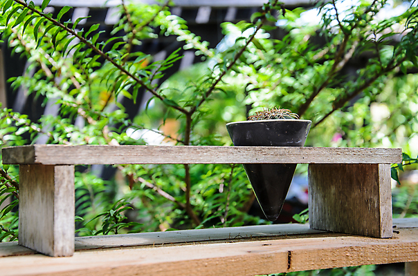 포토 JPG 해외이미지 모양 식물 계절 꽃잎 꽃 백그라운드 잎 패턴 자연 선인장 쟁반 실내 취미 사람없음 내부 장식 초록색 여름 농장 환경 정원 사막 성장 신선 원형 가시 냄비 작음 그늘 원예 리빙 내추럴 기르기 많음 해외202004 해외포토 도형 컬러 컨셉 무늬 농업 솥 크기 생태계 돌봄 파일형식 이미지허브