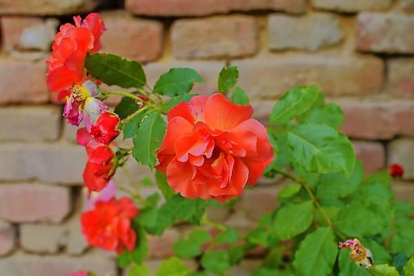 포토 JPG 해외이미지 식물 디자인 공원 꽃잎 꽃 분홍색 백그라운드 꽃무늬 패턴 자연 벽돌 요정 발렌타인데이 선물 사랑 사람없음 야외 장식 빨간색 초록색 여름 장미 정원 봄 벚꽃 나뭇가지 신선 신용카드 달콤 덩굴 관목 가득함 부드러움 내추럴 창백 옛날 해외202004 해외포토 나무 계절 공공시설 감정 컬러 무늬 데이이벤트 금융 감각 맛 생태계 파일형식 이미지허브