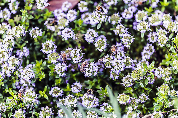 포토 JPG 해외이미지 동물 계절 꽃 곤충 날개 자연 날씨 사랑 사람없음 컬러풀 햇빛 정원 힘 봄 활발 에너지 흰색 시골 인사 업무 선탠 수분 순환 꽃가루 백리향 영양분 완전 해외202004 해외포토 식물 감정 컬러 컨셉 모션 태양 예절 작업 가루 생태계 파일형식 이미지허브