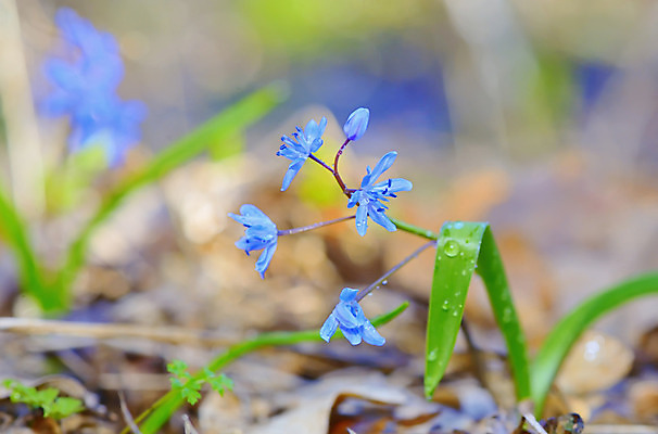 포토 JPG 해외이미지 꽃 꽃다발 곤충 꽃무늬 자연 사람없음 빨간색 컬러풀 정원 보라색 봄 벚꽃 점 개화 행운 닫기 벌레 숲 다발 제비꽃 딱정벌레 심볼 무당벌레 라일락 심기 취급주의 캄파눌라 해외202004 해외포토 식물 동물 계절 컬러 컨셉 무늬 모션 경고 생태계 파일형식 이미지허브