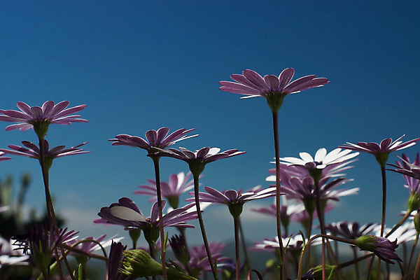 포토 JPG 해외이미지 식물 계절 꽃잎 꽃 백그라운드 꽃무늬 밭 자연 사람없음 정원 보라색 봄 벚꽃 신선 데이지 내추럴 고립 해외202004 해외포토 컬러 무늬 농업 생태계 파일형식 이미지허브