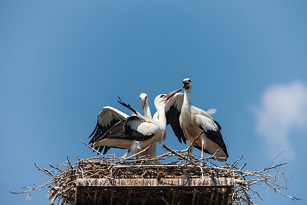 포토 JPG 해외이미지 동물 구름 야생동물 음식 파도 2 날개 가족 자연 벽지 조류 하늘 주택 병아리 3 사람없음 여름 파란색 마을 맑음 봄 공연 기쁨 회색 마시기 게임 흰색 나뭇가지 시골 기둥 막대기 둥지 박수 깃털 그네 부리 클릭 돌봄 동물상 수유 타격 황새 해외202004 해외포토 자연요소 나무 계절 건축 감정 바다 컬러 관계 모션 놀이 날씨 손짓 이벤트 건물 조형물 생태계 파일형식 이미지허브