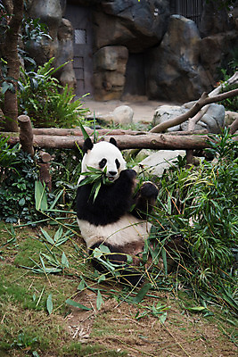 포토 JPG 해외이미지 나무 동물 공원 야생동물 여행 곰 자연 동물원 종류 사람없음 여행객 검은색 중국 흰색 숲 판다 먹기 배고픔 대나무 서식지 거인 해외202004 해외포토 식물 공공시설 아시아 컬러 포유류 모션 사람 생태계 파일형식 이미지허브