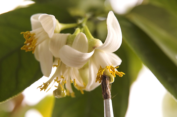 포토 JPG 해외이미지 나무 식물 꽃잎 꽃 곤충 잎 농업 오렌지 과일 재료 자연 귤 사람 사람없음 초록색 약 노란색 금속 봄 성장 벚꽃 흰색 나뭇가지 붓 개화 달콤 벌 레몬 딱정벌레 묘사 만족 원예 꽃가루 상록수 꿀 세대 해외202004 해외포토 동물 계절 감정 산업 컬러 의학 재질 취미 맛 가루 생태계 파일형식 이미지허브