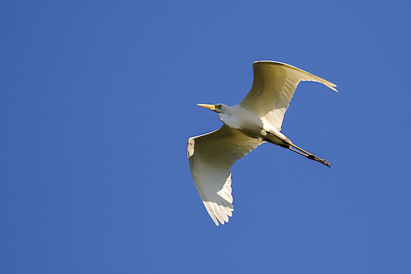 포토 JPG 해외이미지 동물 1 야생동물 백그라운드 날개 오렌지 태국 자연 조류 하늘 성인 사람없음 물 파란색 노란색 환경 검은색 일몰 흰색 오픈 소 우아함 습지 큼 왜가리 깃털 부리 토론토 고립 황새 눈내림 해외202004 해외포토 자연요소 아시아 컬러 컨셉 캐나다 과일 포유류 눈_날씨 사람 노을 크기 생태계 파일형식 이미지허브