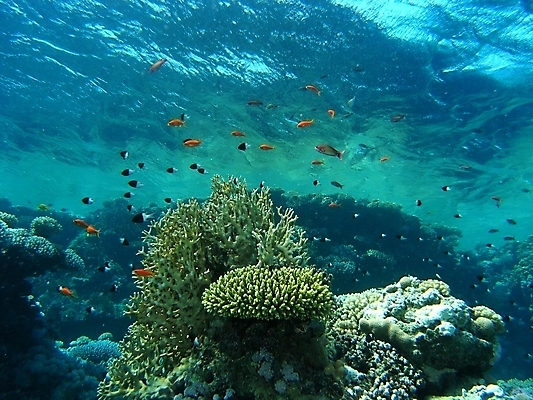 포토 JPG 해외이미지 식물 동물 야생동물 자연 표면 어류 사람없음 물 반사 수중 투명 스노클링 산호 다이빙 암초 동물상 해외202004 해외포토 자연요소 조형물 수영 수중동물 수상스포츠 자포동물 생태계 수중스포츠 파일형식 이미지허브