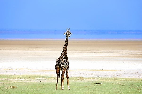포토 JPG 해외이미지 동물 한마리 야생동물 여행 포유류 아프리카 자연 휴가 동물원 사람없음 야외 세로 초록색 파란색 관광지 컬러풀 걷기 점 황무지 큼 기린 사파리 5 단아함 대가리 사바나 웅장함 초식 탄자니아 평야 해외202004 해외포토 1 나라 컬러 모션 숫자 크기 생태계 파일형식 이미지허브