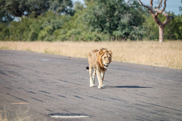 포토 JPG 해외이미지 동물 야생동물 여행 포유류 아프리카 자연 생물 털 동물원 사람없음 환경 고양이 힘 분노 황무지 위험 사자 큼 왕 모피 사파리 리더 육식동물 사냥꾼 멸종 사자자리 표범 내추럴 사바나 웅장함 해외202004 해외포토 직업 감정 나라 컨셉 반려동물 별자리 크기 생태계 파일형식 이미지허브