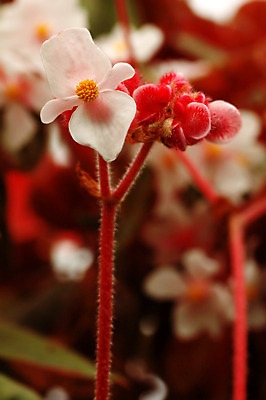 포토 JPG 해외이미지 식물 공원 꽃잎 꽃 분홍색 꽃무늬 자연 사람없음 야외 빨간색 환경 정원 성장 신선 생태학 해외202004 해외포토 공공시설 교육 컬러 무늬 생태계 파일형식 이미지허브