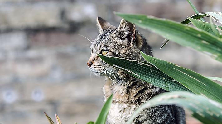 포토 JPG 해외이미지 동물 응시 음식 벽 백그라운드 잎 자연 날씨 앉기 사람없음 야외 초록색 햇빛 카메라 고양이 줄무늬 젖음 에너지 시골 코 귀 동정 해외202004 해외포토 식물 시선 컬러 무늬 포유류 모션 신체부위 전자제품 반려동물 태양 생태계 파일형식 이미지허브