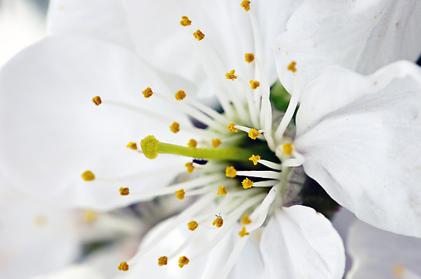 포토 JPG 해외이미지 나무 식물 계절 공원 꽃잎 꽃 분홍색 백그라운드 잎 꽃무늬 자연 하늘 풍경 사람없음 야외 초록색 태양 환경 정원 일본 맑음 봄 벚꽃 흰색 나뭇가지 신선 개화 체리 닫기 5월 묘사 원예 내추럴 살구 해외202004 해외포토 자연요소 공공시설 아시아 컬러 무늬 과일 모션 날씨 취미 날짜 생태계 파일형식 이미지허브
