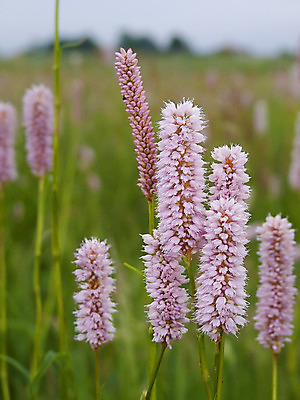 포토 JPG 해외이미지 꽃 줄기 분홍색 자연 사람없음 초록색 흰색 편지 해외202004 해외포토 식물 컬러 생태계 파일형식 이미지허브