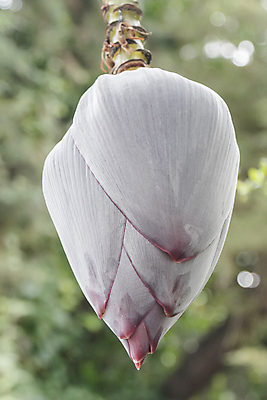 포토 JPG 해외이미지 나무 식물 꽃 음식 줄기 섬 백그라운드 잎 꽃무늬 농업 채소 과일 자연 열대 바나나 매달리기 건강 사람없음 야외 초록색 농장 환경 정원 보라색 성장 벚꽃 나뭇가지 신선 달콤 숲 다발 묘사 유기농 내추럴 이국적 해외202004 해외포토 웰빙 산업 컬러 무늬 모션 맛 생태계 파일형식 이미지허브