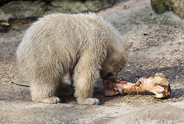 포토 JPG 해외이미지 동물 계절 야생동물 새끼 겨울 곰 포유류 포옹 자연 뼈 털 동물원 피곤 사람없음 야외 글로벌 머리 얼음 검은색 힘 젖음 추위 흰색 입 남극 북극 먹기 서리 육식동물 봉 사냥꾼 북쪽 멸종 서식지 동물상 해외202004 해외포토 자연요소 직업 컬러 컨셉 안기 모션 신체부위 조형물 극지방 방향 생태계 파일형식 이미지허브