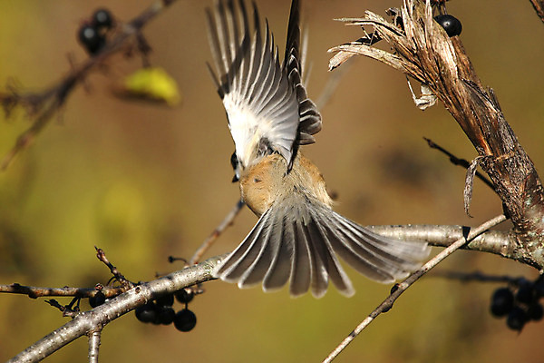 포토 JPG 해외이미지 나무 동물 손 공원 야생동물 음식 캐나다 겨울 날개 자연 조류 씨앗 앉기 사람없음 야외 검은색 추위 흰색 나뭇가지 관찰 숲 작음 먹기 깃털 부리 수유 해외202004 해외포토 식물 계절 공공시설 컬러 북아메리카 모션 신체부위 크기 생태계 파일형식 이미지허브