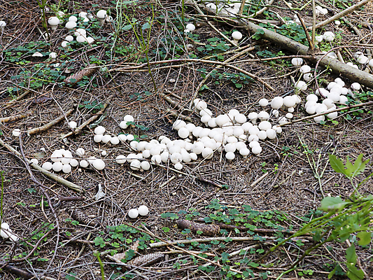 포토 JPG 해외이미지 식물 자연 사람없음 버섯 묘사 곰팡이 해외202004 해외포토 생태계 파일형식 이미지허브