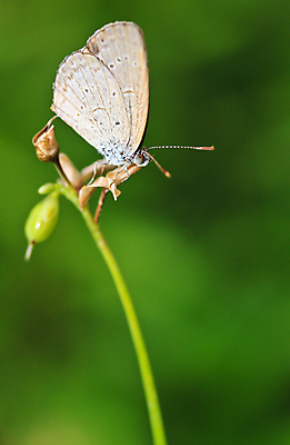 포토 JPG 해외이미지 꽃 유럽 야생동물 분홍색 나비 곤충 백그라운드 꽃무늬 신체 날개 태국 자연 날리기 추상 안테나 앉기 풍경 사람없음 야외 초록색 여름 빛 컬러풀 햇빛 머리 환경 맑음 봄 활발 생물학 꽃가루 꿀 취급주의 해외202004 해외포토 식물 동물 계절 교육 나라 아시아 컬러 컨셉 무늬 통신 모션 날씨 경고 신체부위 태양 가루 생태계 파일형식 이미지허브