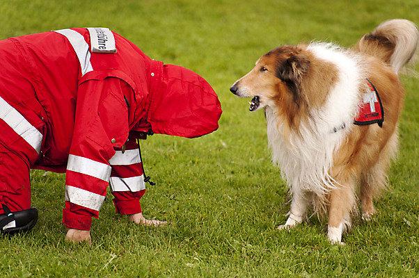 포토 JPG 해외이미지 동물 야생동물 불 사람없음 반려동물 점프 자신감 구출 개 보호 재앙 지진 헬프 해외202004 해외포토 자연요소 감정 컨셉 포유류 모션 도움 자연재해 파일형식 이미지허브