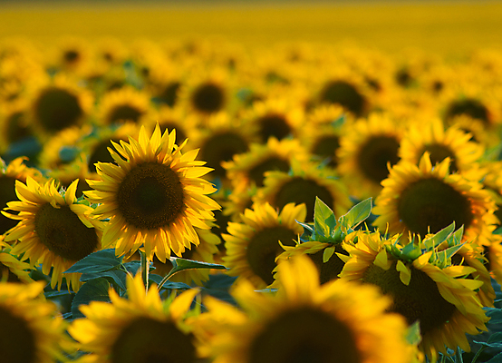 포토 JPG 해외이미지 식물 계절 꽃잎 꽃 백그라운드 꽃무늬 오렌지 자연 추상 해바라기 따뜻함 사람없음 장식 빛 농작물 컬러풀 햇빛 태양 노란색 맑음 봄 벚꽃 묘사 오브젝트 데이지 내추럴 캐모마일 카피스페이스 해외202004 해외포토 자연요소 컬러 무늬 농업 과일 날씨 공백 허브 생태계 파일형식 이미지허브