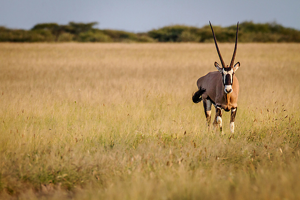포토 JPG 해외이미지 동물 공원 야생동물 여행 포유류 아프리카 자연 초식동물 휴가 사슴 뿔 동물원 사람없음 야외 갈색 검은색 사막 흰색 황무지 보호 위험 사파리 영양 내추럴 가젤 나미비아 동물상 사바나 생태학 전국 해외202004 해외포토 공공시설 교육 나라 컬러 컨셉 조형물 생태계 남아프리카 파일형식 이미지허브
