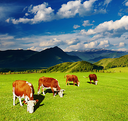 포토 JPG 해외이미지 주간 아침 풍경 사람없음 야외 농경지 맑음 가축 목장 시골 소 산악지대 해외202004 해외포토 자연요소 동물 포유류 날씨 산 농장 파일형식 이미지허브