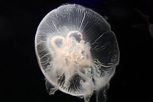 포토 JPG 해외이미지 사람없음 수중 수족관 해파리 고립 해외202004 해외포토 자포동물 파일형식 이미지허브