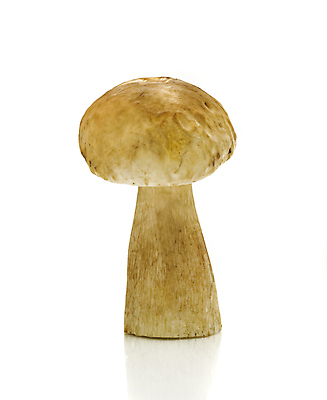 포토 JPG 해외이미지 식물 계절 음식 백그라운드 다이어트 채소 재료 자연 건강 요리 사람없음 초록색 머리 식사 저녁식사 버섯 가을 흰색 신선 닫기 맛 먹기 오브젝트 싱글 유기농 날것 내추럴 고립 곰팡이 식용 채식주의자 캡모자 해외202004 해외포토 모자_잡화 웰빙 컬러 컨셉 모션 신체부위 생태계 채식 파일형식 이미지허브