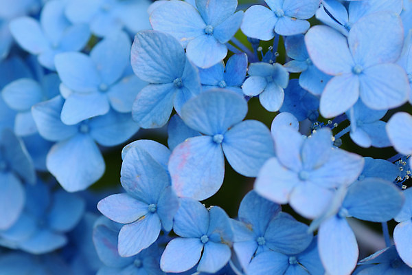 포토 JPG 해외이미지 식물 꽃잎 꽃 아시아 꽃다발 백그라운드 잎 꽃무늬 패턴 자연 사람없음 야외 장식 가로 여름 파란색 컬러풀 정원 일본 보라색 봄 벚꽃 흰색 나뭇가지 개화 도쿄 제비꽃 묘사 원예 질감 보케 수국 라일락 블러 해외202004 해외포토 나무 계절 나라 컬러 무늬 취미 생태계 파일형식 이미지허브