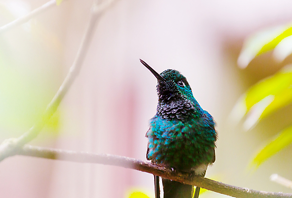 포토 JPG 해외이미지 야생동물 조류 사람없음 아웃포커스 작음 벌새 해외202004 해외포토 동물 촬영기법 크기 파일형식 이미지허브