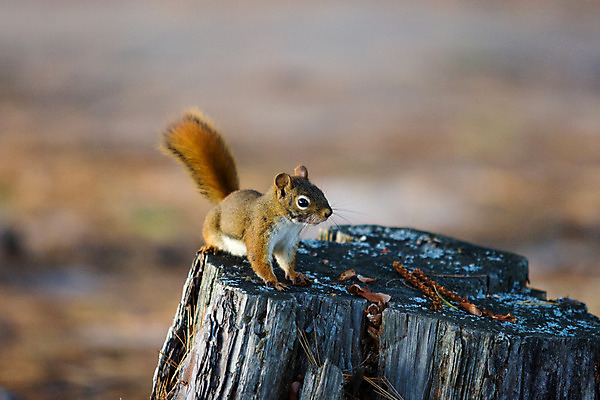 포토 JPG 해외이미지 나무 동물 공원 얼굴 야생동물 음식 잎 밭 오렌지 장난 포유류 자연 놀이 날씨 생물 수염 털 사람없음 야외 빨간색 갈색 껍질 가을 흰색 소나무 닫기 설치류 숲 작음 먹기 꼬리 다람쥐 귀 나무껍질 숨김 내추럴 경보 땅바닥 삼림지대 해외202004 해외포토 식물 계절 공공시설 컬러 컨셉 농업 과일 모션 바닥 신체부위 크기 생태계 파일형식 이미지허브