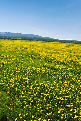 포토 JPG 해외이미지 나무 식물 구름 배너 계절 공원 꽃잎 꽃 행복 백그라운드 잎 패턴 밭 농업 자연 벽지 하늘 파노라마 풍경 사람없음 야외 초록색 여름 파란색 컬러풀 태양 농장 노란색 환경 정원 맑음 봄 벚꽃 시골 신선 숲 민들레 언덕 장면 내추럴 강렬 해외202004 해외포토 자연요소 공공시설 감정 산업 컬러 무늬 날씨 촬영기법 생태계 파일형식 이미지허브