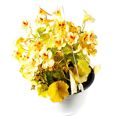 포토 JPG 해외이미지 식물 꽃 꽃다발 백그라운드 잎 꽃무늬 자연 사람없음 봄 벚꽃 다발 원예 고립 멀티 해외202004 해외포토 계절 무늬 취미 생태계 파일형식 이미지허브