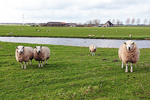 포토 JPG 해외이미지 동물 밭 포유류 자연 풍경 사람없음 야외 물 가축 시골 양 네덜란드 운하 해외202004 해외포토 자연요소 유럽 농업 생태계 파일형식 이미지허브