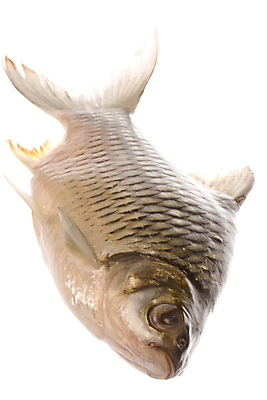 포토 JPG 해외이미지 음식 바다 다이어트 건강 어류 요리 사람없음 물 일본 식사 저녁식사 신선 황금 닫기 맛 먹기 해산물 잉어 내추럴 고립 해외202004 해외포토 자연요소 아시아 컨셉 모션 수중동물 파일형식 이미지허브