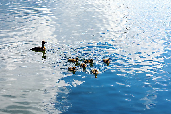 포토 JPG 해외이미지 동물 공원 호수 야생동물 가족 자연 조류 엄마 오리 풍경 사람없음 야외 물 파란색 강 갈색 환경 수영 자녀 아기 연못 내추럴 해외202004 해외포토 자연요소 공공시설 컬러 관계 사람 수상스포츠 생태계 파일형식 이미지허브