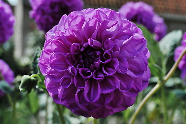 포토 JPG 해외이미지 식물 공원 꽃 사람없음 초록색 정원 보라색 큼 네덜란드 원예 해외202004 해외포토 공공시설 유럽 컬러 취미 크기 파일형식 이미지허브