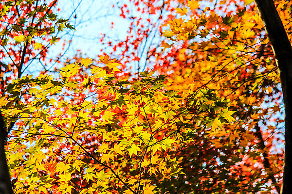 포토 JPG 해외이미지 나무 식물 계절 공원 실루엣 도로 여행 백그라운드 무지개 잎 패턴 자연 하늘 지붕 휴식 풍경 사람없음 빨간색 파란색 빛 컬러풀 햇빛 태양 정원 일본 활발 덮개 가을 나뭇가지 신선 보행로 닫기 숲 그늘 오솔길 강렬 해외202004 해외포토 자연요소 공공시설 아시아 길 컬러 컨셉 무늬 교통시설 모션 촬영기법 뚜껑 생태계 파일형식 이미지허브