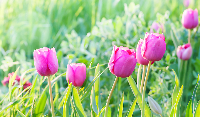 포토 JPG 해외이미지 식물 계절 공원 꽃잎 꽃 분홍색 꽃다발 백그라운드 꽃무늬 패턴 밭 오렌지 자연 추상 발렌타인데이 미술 사람없음 야외 빨간색 초록색 여름 노란색 정원 보라색 일몰 봄 새벽 젖음 튤립 벚꽃 흰색 신선 신용카드 떨어짐 다발 배열 꽃집 허브 묘사 원예 해외202004 해외포토 자연요소 공공시설 컬러 컨셉 무늬 농업 과일 데이이벤트 문화예술 취미 금융 노을 상점 생태계 파일형식 이미지허브