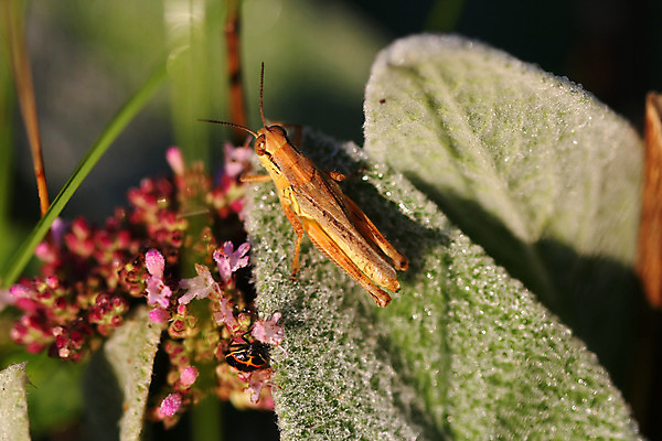 포토 JPG 해외이미지 식물 동물 1 야생동물 곤충 잎 밭 날개 자연 생물 안테나 사람없음 야외 초록색 여름 달리기 머리 점프 봄 닫기 해충 벌레 스웨터 묘사 메뚜기 내추럴 귀뚜라미 동물상 오싹 해외202004 해외포토 계절 컬러 상의 농업 통신 모션 신체부위 조형물 생태계 파일형식 이미지허브