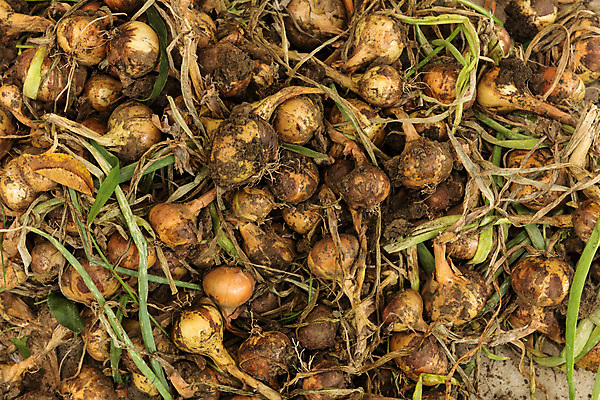 포토 JPG 해외이미지 식물 음식 백그라운드 채소 재료 전구 양파 건강 요리 사람없음 빛 세트 태양 노란색 흙 샐러드 추위 수확 성장 껍질 신선 양념 그룹 황금 닫기 맛 정상 향신료 유기농 예방 날것 냄새 뿌리 향료 진흙 향 내추럴 면역력 숙성 채식주의자 해외202004 해외포토 자연요소 웰빙 컬러 컨셉 농업 모션 채식 향기 향미료 파일형식 이미지허브