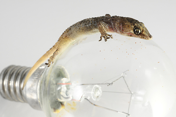 포토 JPG 해외이미지 동물 척추동물 1 응시 야생동물 백그라운드 컨셉 전구 파충류 생물 주택 아이디어 사람없음 빛 반려동물 갈색 노란색 흰색 닫기 지중해 가득함 피부 호기심 도마뱀 서식지 길이 고립 동물상 이국적 해외202004 해외포토 시선 감정 바다 컬러 모션 건물 신체부위 조형물 파일형식 이미지허브