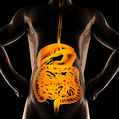 포토 JPG 해외이미지 교육 남자 신체 부분 해부 엑스레이 실내 건강 병원 사람 성인 사람없음 약 검은색 진료 환자 의사 광선 오르간 질병 흉부 생물학 간 몸통 외과 췌장 궤 방사선 복근 해외202004 해외포토 컬러 의학 근육 내부 신체부위 의료진 장기_의학 건반악기 호흡기관 파일형식 이미지허브